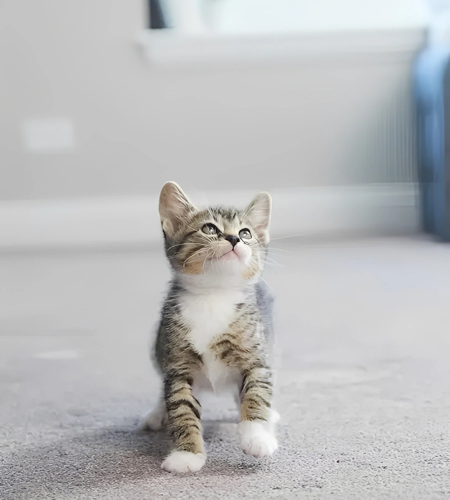 Kitten sitting on carpet, looking up.