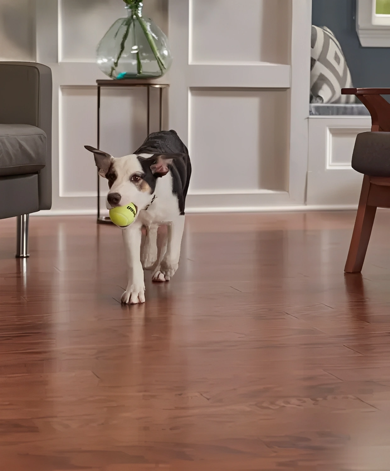Dog carrying a tennis ball indoors.